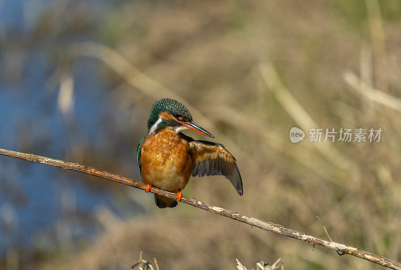 雌性普通翠鸟(Alcedo atthis)